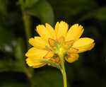 Fringeleaf tickseed